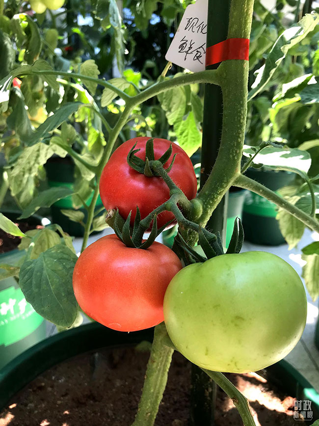 实验室展示的番茄。（总台央视记者石伟明拍摄）