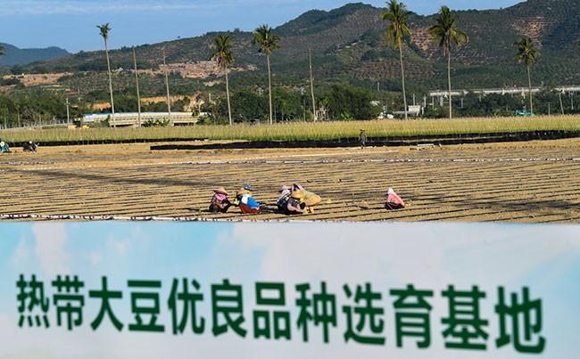 在三亚市崖州区城西村坝头南繁公共试验基地，村民在抢播大豆（2021年11月25日摄）。新华社记者 杨冠宇 摄 