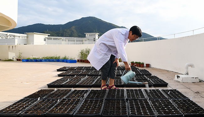 中国科学院遗传与发育生物学研究所研究员高彩霞在崖州湾种子实验室进行科研工作（2021年11月24日摄）。新华社记者 杨冠宇 摄