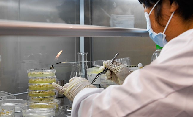科研人员在崖州湾种子实验室工作（2021年11月24日摄）。新华社记者 杨冠宇 摄