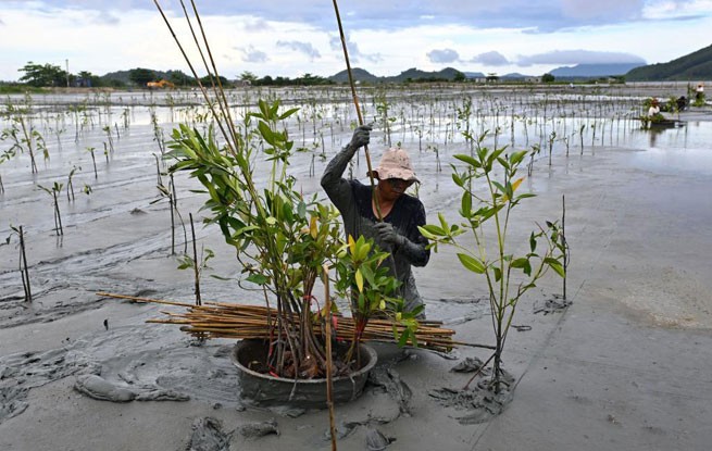 海南：海上造林 修复生态