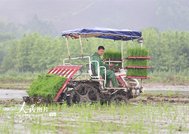 2022年6月5日，在浙江省湖州市安吉县递铺街道鹤鹿溪村，农民正忙着插秧。夏鹏飞摄