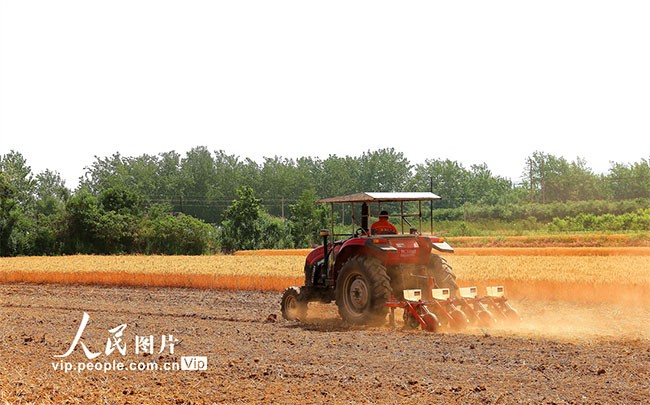 2022年6月5日，在山西省运城市夏县南大里乡南北晋村田野上，村民把麦茬地深耕后，复播玉米和黄苓药材，实现“一种两收”。张秀峰摄