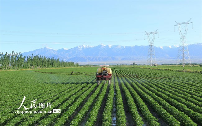 2022年6月5日，职工驾驶农机在新疆生产建设兵团第二师二十二团三连种植的辣椒农田里喷洒防治农作物病虫害的药物。谢江林摄