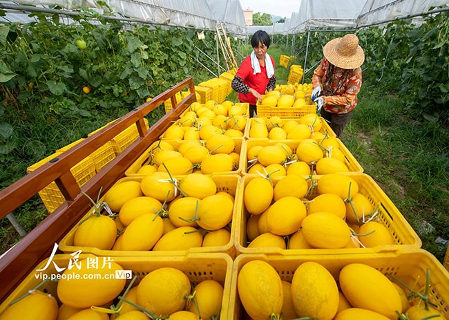 广西岑溪：黄金蜜露瓜铺就富民强村路