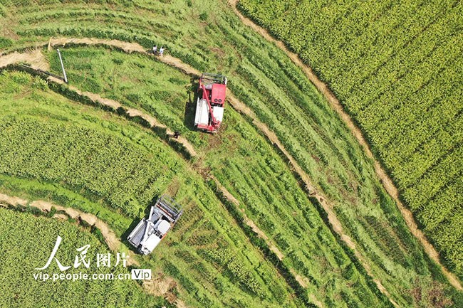 2022年8月4日，村民驾驶收割机在贵州省黔东南苗族侗族自治州岑巩县水尾镇新场村收割制种水稻。