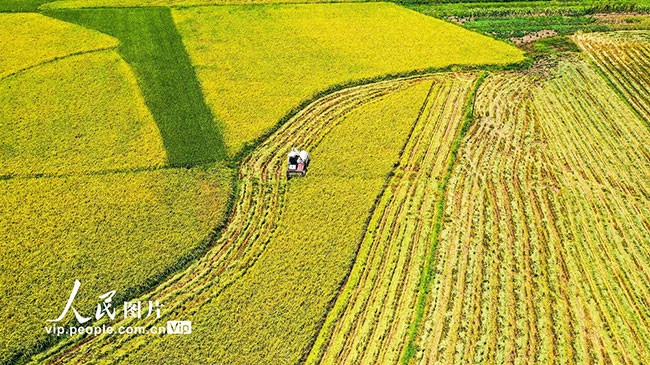 2022年8月22日，湖南省常宁市胜桥镇港子口村农民驾驶收割机在收割水稻。