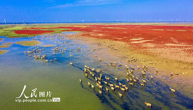 江苏东台：野生麋鹿聚集条子泥湿地