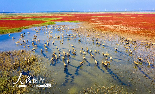 江苏东台：野生麋鹿聚集条子泥湿地