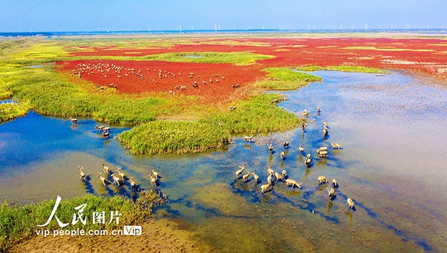 江苏东台：野生麋鹿聚集条子泥湿地