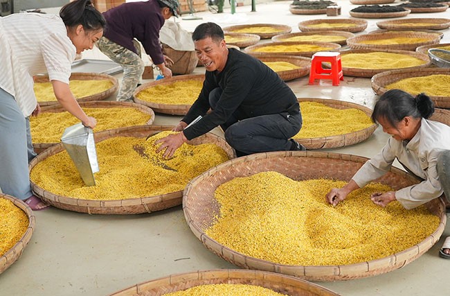 广西桂林：桂花金灿灿 变身“金饽饽”