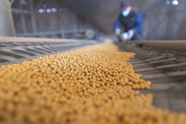 10月25日，在绥化市益盛粮食购销有限公司内，检验员对大豆进行随机抽样检测。