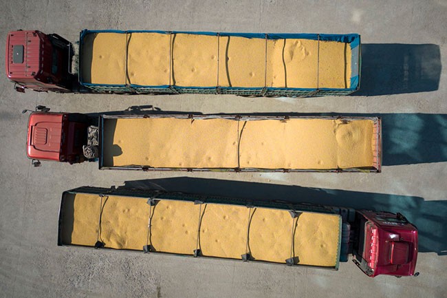 这是10月25日拍摄的装满大豆的运粮车在绥化市益盛粮食购销有限公司院内等待入库（无人机照片）。