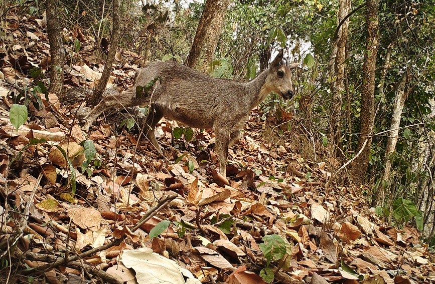 在云南龙陵境内拍摄到的缅甸斑羚。龙陵小黑山省级自然保护区供图