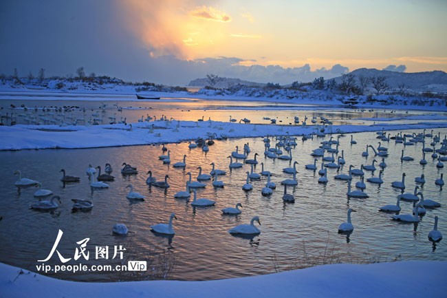 山东荣成：天鹅浴雪