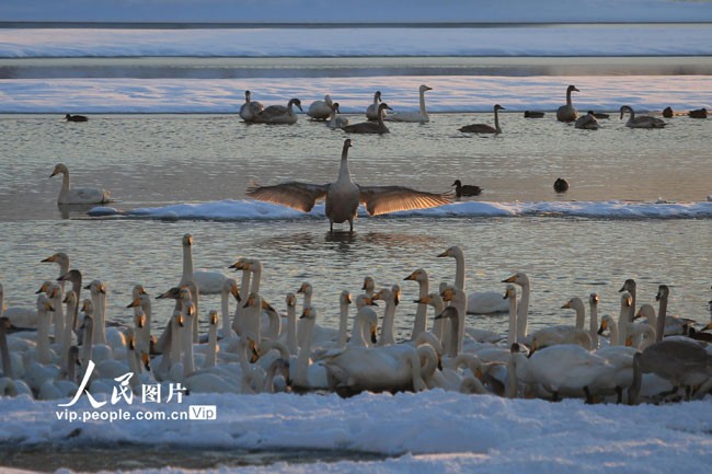 山东荣成：天鹅浴雪