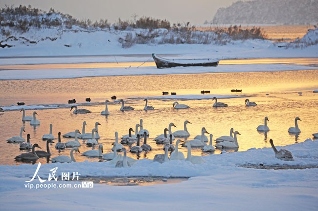 山东荣成：天鹅浴雪
