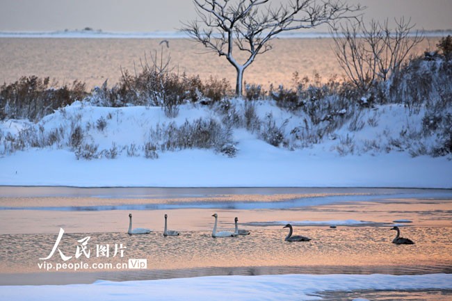 山东荣成：天鹅浴雪