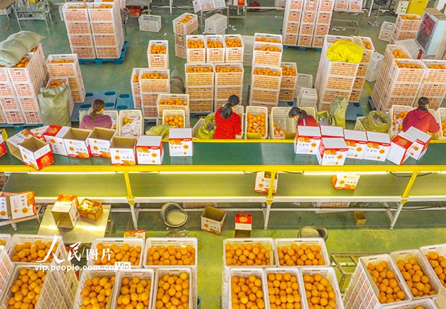 2023年1月8日，工人在湖北省宜昌市秭归县茅坪镇一电商产业园内分拣包装鲜橙。