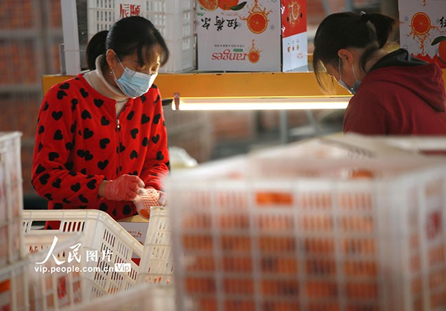 2023年1月8日，工人在湖北省宜昌市秭归县茅坪镇一电商产业园内分拣包装鲜橙。