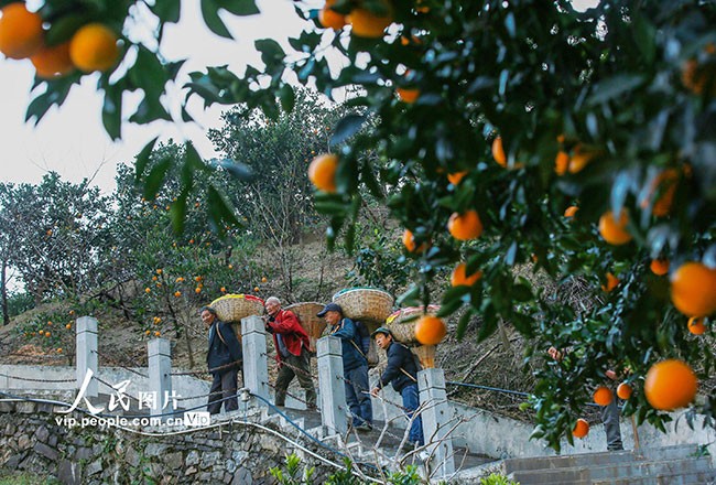 2023年1月8日，果农在湖北省宜昌市秭归县屈原镇西陵峡村一橙园采收鲜橙。