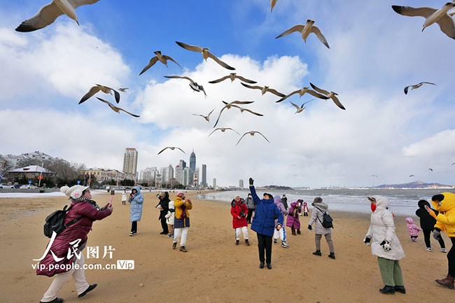 2023年1月27日，游客在山东省烟台市第一海水浴场观赏海鸥。