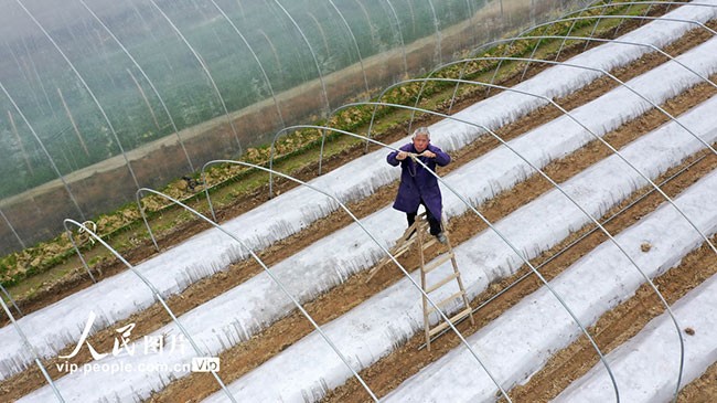 2023年2月7日，江西省吉安市永丰县七都乡邵家村，农民在蔬菜种植基地搭建拱棚。刘浩军摄（人民图片网）