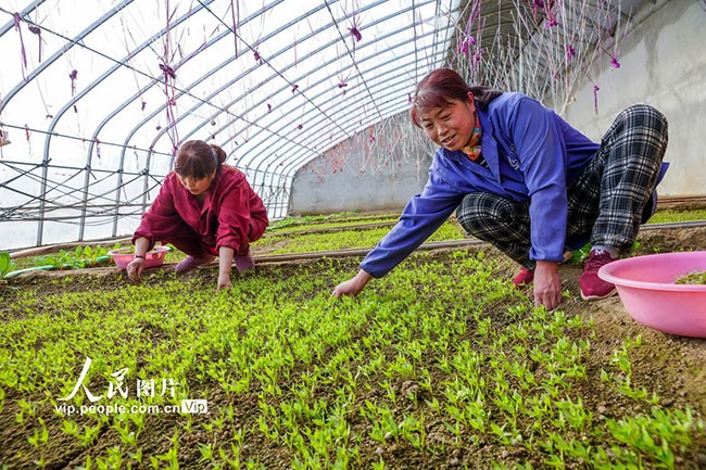 2023年2月6日，甘肃省定西市通渭县碧玉镇新城村无公害蔬菜种植基地的塑料大棚内，务工人员正在对培育的100万株辣椒苗进行追肥和除草作业。张子斌摄（人民图片网）