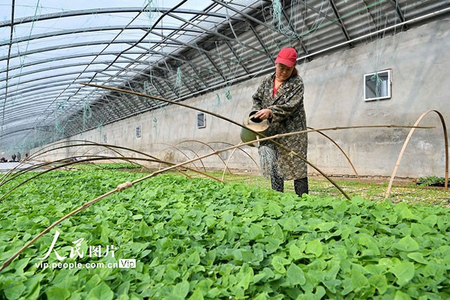 2023年2月7日，在湖北省襄阳市保康县寺坪镇庹家坪村蔬菜种植基地育苗大棚内，村民为蔬菜秧苗喷水。杨韬摄（人民图片网）