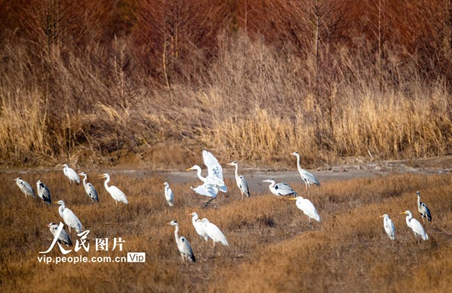 2023年2月28日，江苏东台条子泥湿地，一群白鹭在湿地栖息。