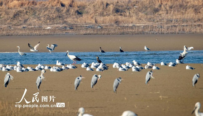 2023年2月28日，江苏东台条子泥湿地，国家一级保护动物东方白鹳与苍鹭、鸥类候鸟一起在湿地觅食栖息。