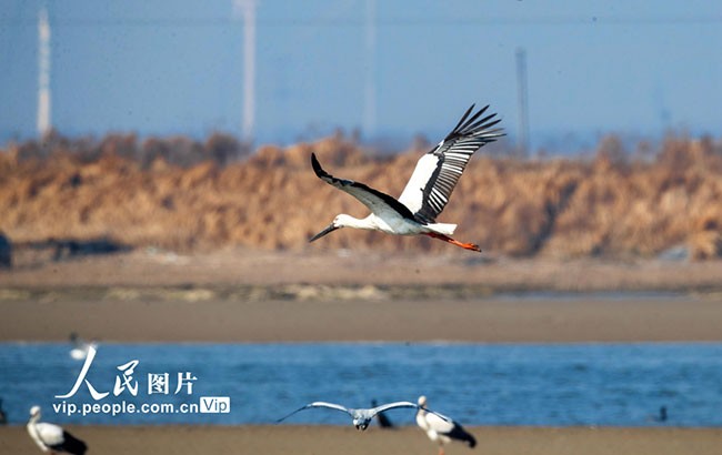 2023年2月28日，江苏东台条子泥湿地，国家一级保护动物东方白鹳在湿地觅食栖息。