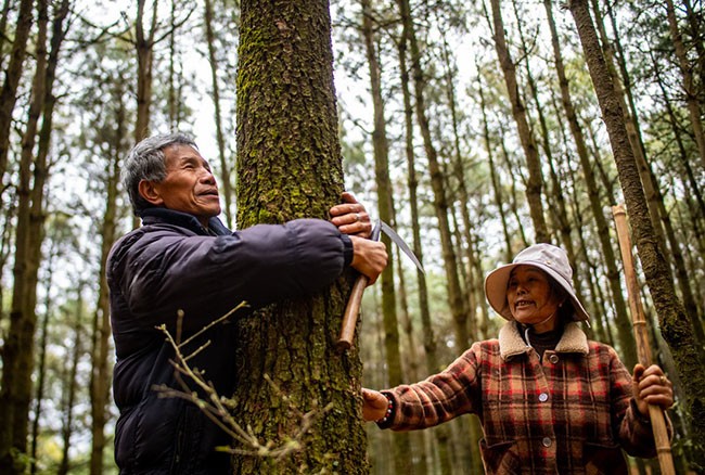 3月12日，护林员王石贵与妻子一起在山林间查看树木生长情况。新华社记者 江文耀 摄