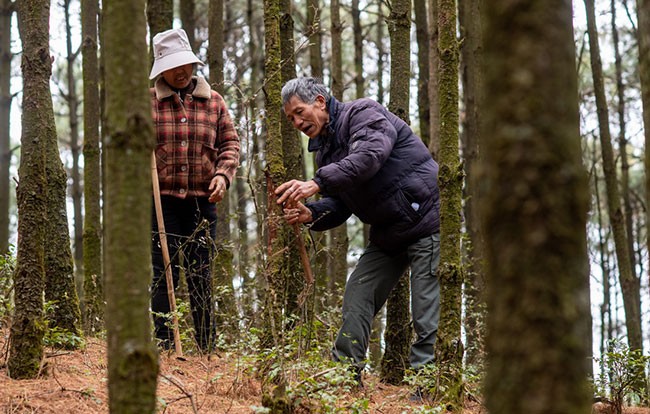 3月12日，护林员王石贵与妻子一起在山林间查看树木生长情况。新华社记者 江文耀 摄