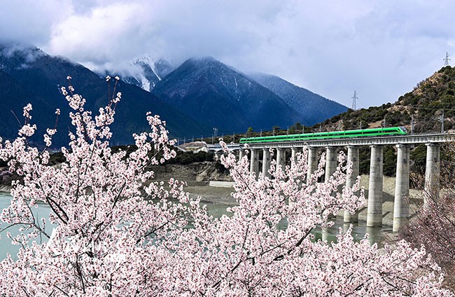 西藏林芝：雪域高原列车穿越花海