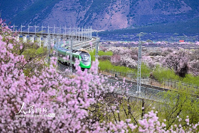 西藏林芝：雪域高原列车穿越花海
