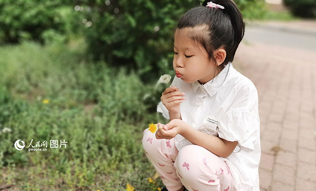 5月28日，在吉林长春，初夏微风徐徐，一朵朵蒲公英绽放出金灿灿的笑脸，结出的绒球是大自然馈赠给孩子们的快乐礼物，“蒲公英宝宝”随风开始了它的旅行。人民网记者 王帝元摄