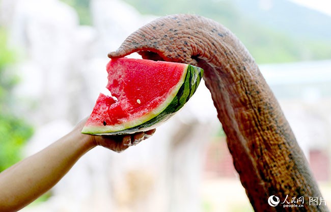 山东青岛：动物清凉过夏日