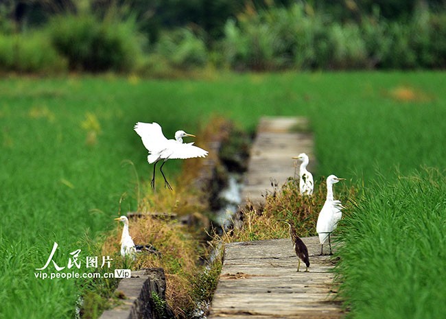 湖南嘉禾：生态田园白鹭飞
