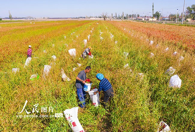 新疆昌吉：辣椒丰收晾晒忙