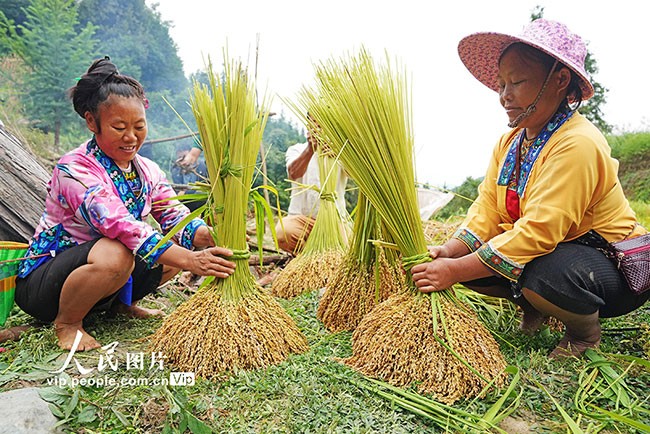 广西融水：稻香鱼肥