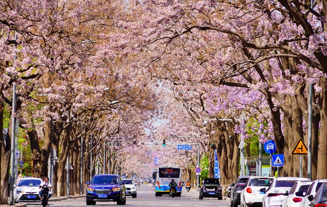 北京：“泡桐大道”景如画