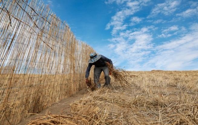 甘肃金塔：给风沙“设路障” 让沙漠“穿绿衣”