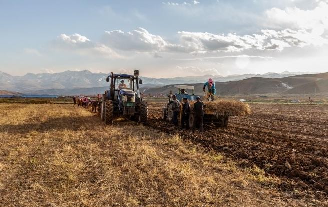 甘肃天祝：黄芪采收