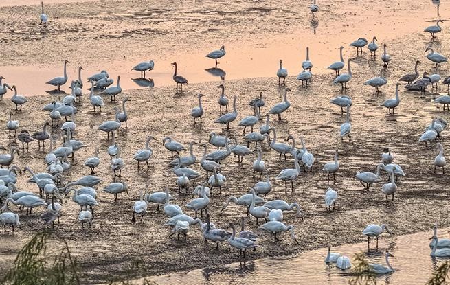 山东荣成：大天鹅栖息越冬