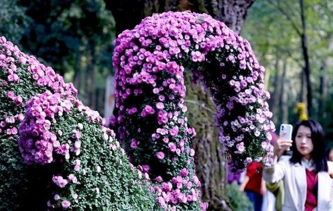 浙江杭州：菊花盛开游客来