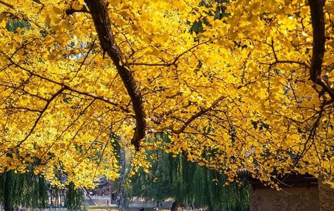 山西太原：银杏金黄秋意浓