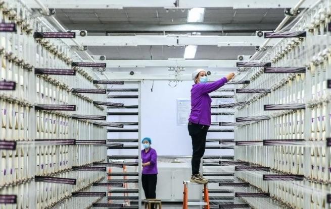 新疆呼图壁：纺织企业生产忙