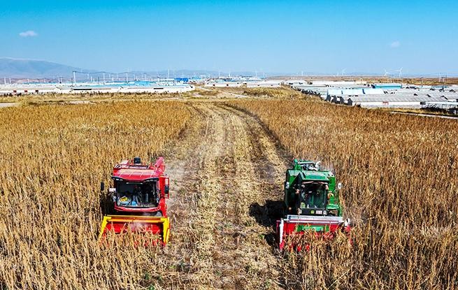 甘肃天祝：藜麦抢收忙