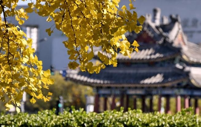 秋叶漫舞映京城